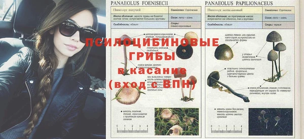 ПСИЛОЦИБИНОВЫЕ ГРИБЫ Алексин